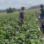 Campo en Mar del Plata: trabajadores hacinados, semi-esclavizados y con COVID