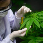 Cannabis nacional: ¿en qué consiste la agencia creada por el gobierno y cómo favorecerá a la medicina y la economía?
