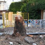 #Sinárbolesnohayvida: Larreta taló árboles históricos de la avenida Paseo Colón