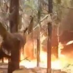 "Miren el desastre que hago": un joven se filmó incendiando árboles en Corrientes