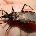 Tras quince años de sancionada, reglamentaron la Ley de Chagas