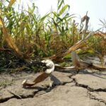 Unos 44 municipios bonaerenses están afectados por la sequía
