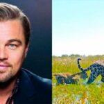 DiCaprio felicitó al país por el crecimiento de la población de yaguaretés