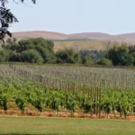 El Senado aprobó un proyecto que promueve la industria del vino bonaerense