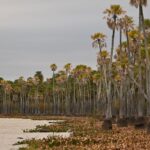 Diputados: obtuvo dictamen la creación del Parque y Reserva Nacional “Laguna El Palmar”