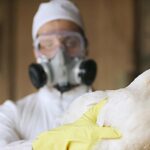 El Gobierno confirmó un caso de gripe aviar en la Argentina y declaró la emergencia sanitaria
