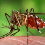 Crece la preocupación del brote del dengue con un aumento exponencial de casos