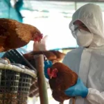 Se detectaron casos positivos de gripe Aviar en varios Municipios bonaerenses