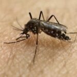 Reporte: más 56 mil casos de dengue y más de 1200 de chikungunya en todo el país