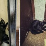 Crisis de las ratas en las escuelas de la ciudad: Larreta desesperado comienza a poner gatos