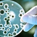 Se registraron 118 casos de infección invasiva por Streptococcus pyogenes en el país