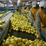 Economías regionales: las industrias citrícolas rechazan la Ley Ómnibus y las retenciones