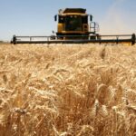 Argentina exportará trigo a China: un logro que festeja Javier Milei pero que lo gestionó el Gobierno anterior