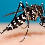 Mientras el gobierno niega la crisis sanitaria, ya hay más de 100 mil casos de dengue